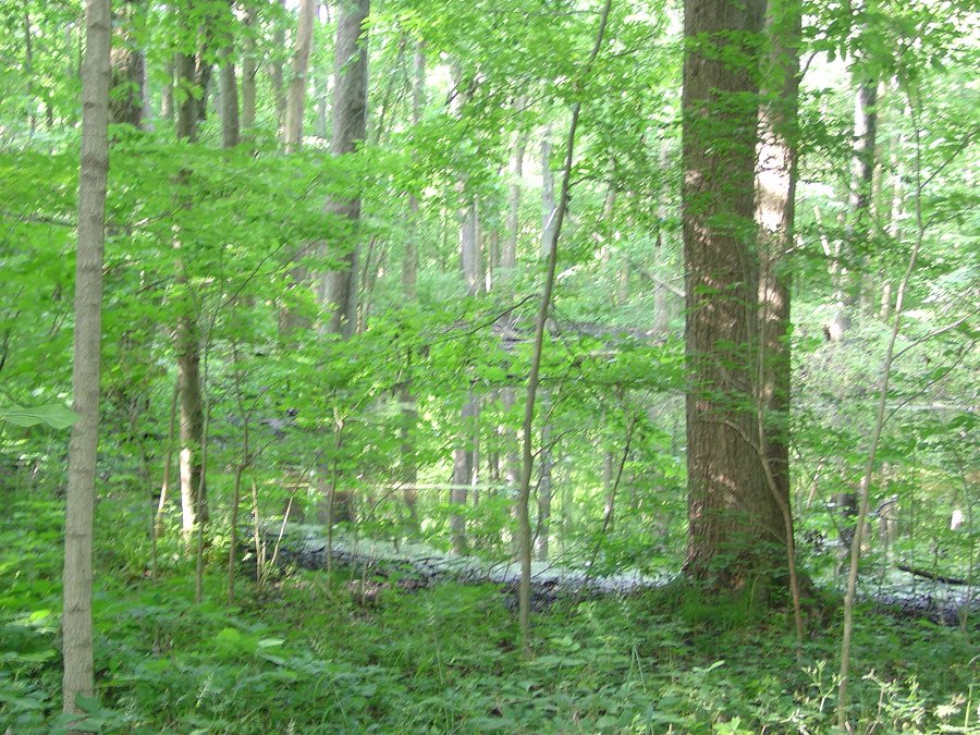 REAL ESTATE & PERSONAL PROPERTY AUCTION - 9.66+/- WOODED ACRES IN WHITLEY COUNTY, INDIANA